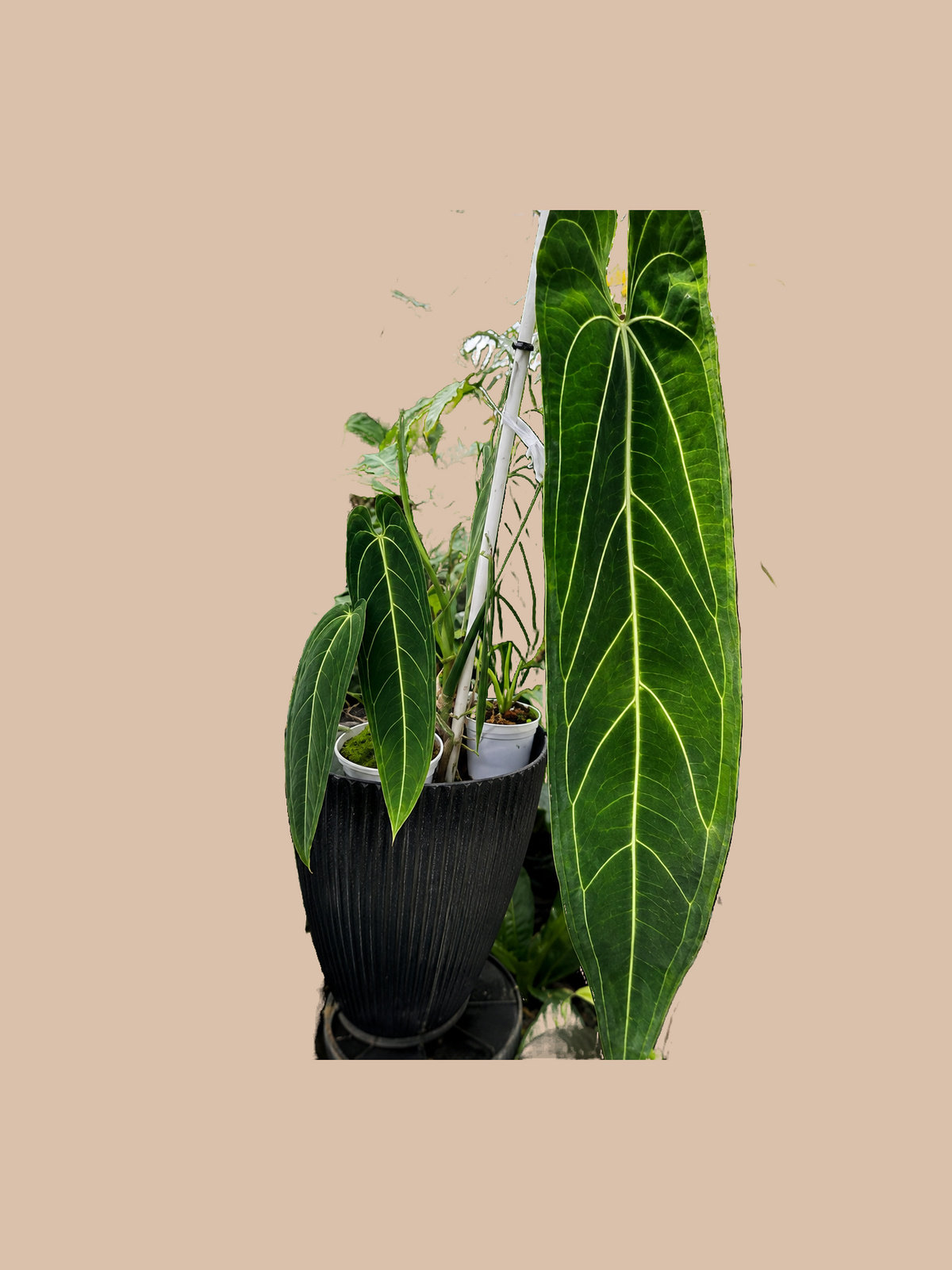 Dark Spider x Warocqueanum – Rare Anthurium Hybrid cultivar reference. Packaging and mature-plant images are illustrative; sold as 1 plant per bag.