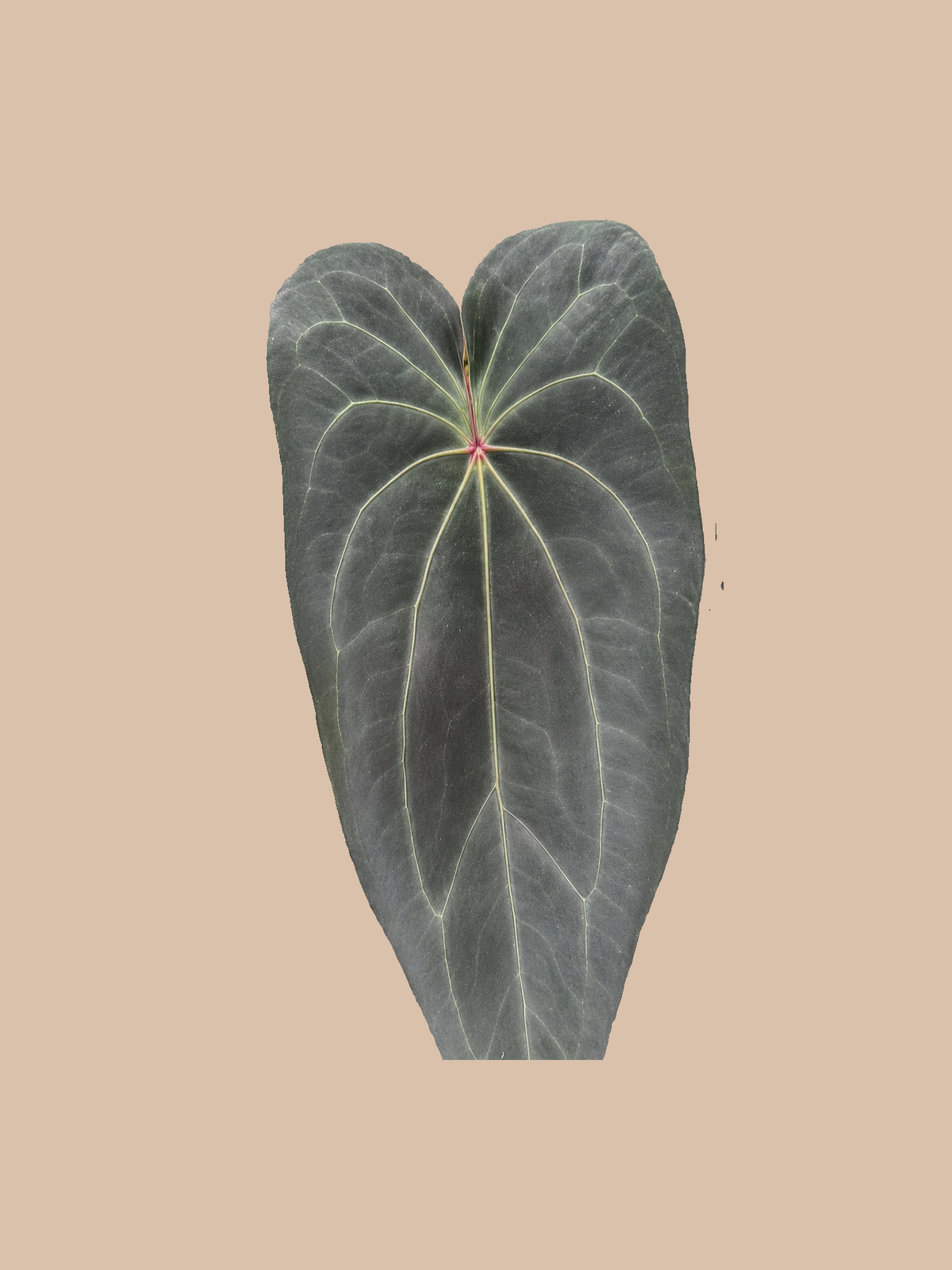 Dark Spider x Warocqueanum – Rare Anthurium Hybrid cultivar reference, photo 2. Packaging and mature-plant images are illustrative; sold as 1 plant per bag.