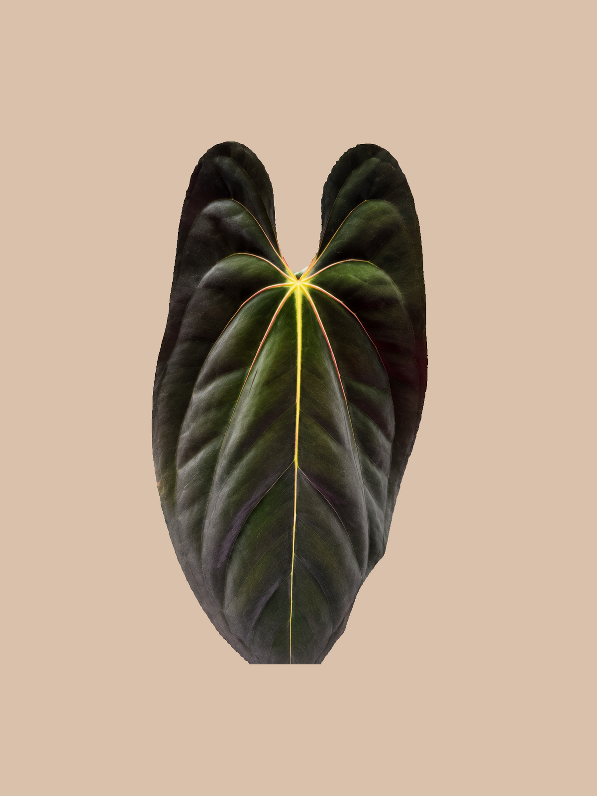 Papillaminum Panama x Papillaminum Panama – Rare Anthurium Hybrid cultivar reference. Packaging and mature-plant images are illustrative; sold as 1 plant per bag.