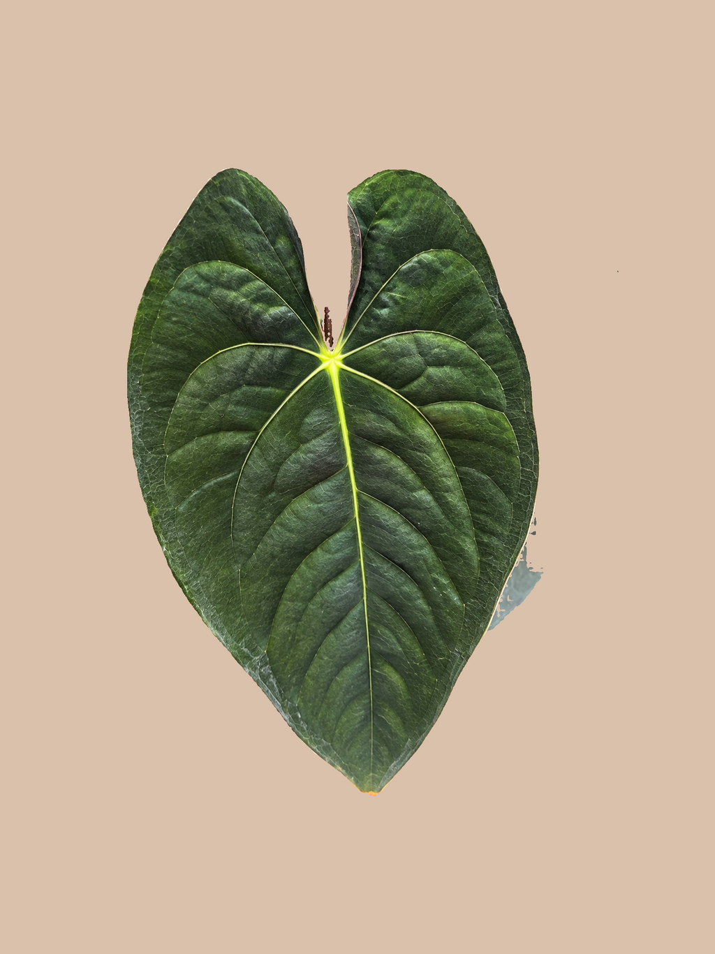 Papillaminum Panama x Papillaminum Panama – Rare Anthurium Hybrid cultivar reference, photo 2. Packaging and mature-plant images are illustrative; sold as 1 plant per bag.