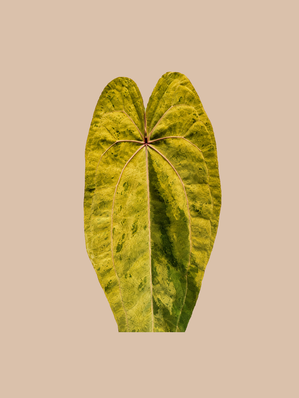 Anthurium Dressleri RIO Guanche x RVDP var Mint – Rare Hybrid cultivar reference. Packaging and mature-plant images are illustrative; sold as 1 plant per bag.