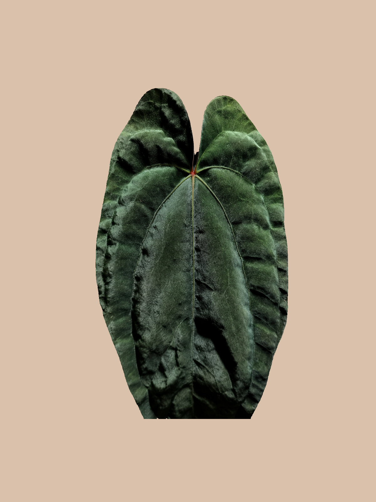 Anthurium Dressleri RIO Guanche x RVDP var Mint – Rare Hybrid cultivar reference, photo 2. Packaging and mature-plant images are illustrative; sold as 1 plant per bag.