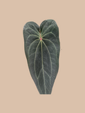 Dark Phoenix x Dark Spider – Rare Anthurium Hybrid cultivar reference. Packaging and mature-plant images are illustrative; sold as 1 plant per bag.