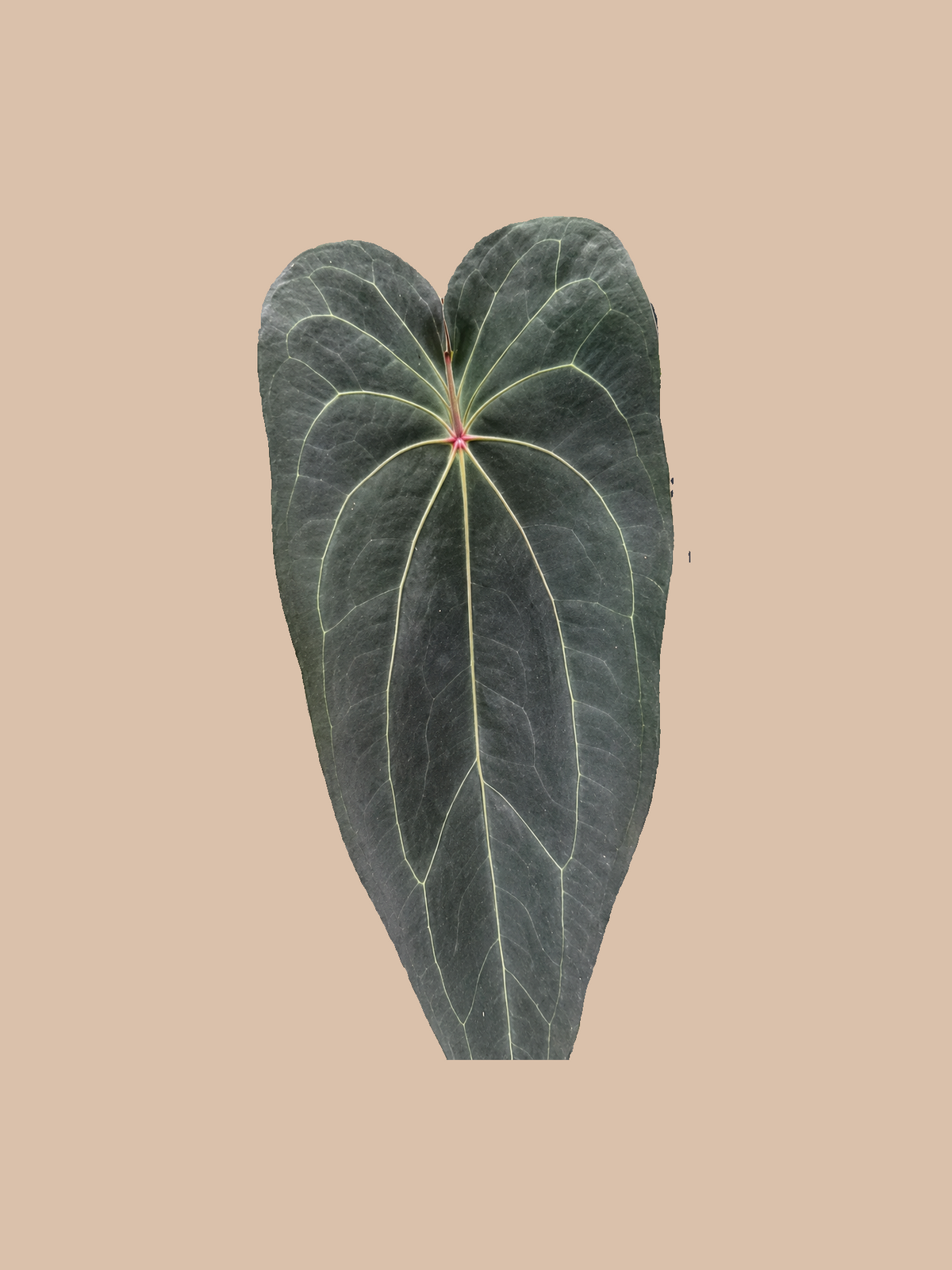 Dark Phoenix x Dark Spider – Rare Anthurium Hybrid cultivar reference. Packaging and mature-plant images are illustrative; sold as 1 plant per bag.