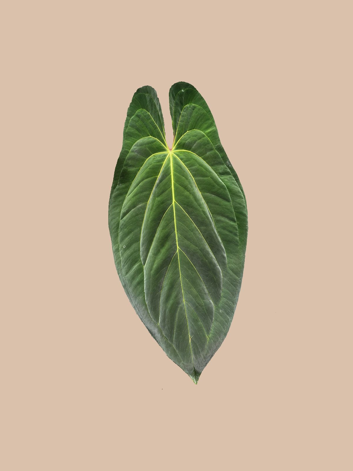 Dark Phoenix x Dark Spider – Rare Anthurium Hybrid cultivar reference, photo 2. Packaging and mature-plant images are illustrative; sold as 1 plant per bag.