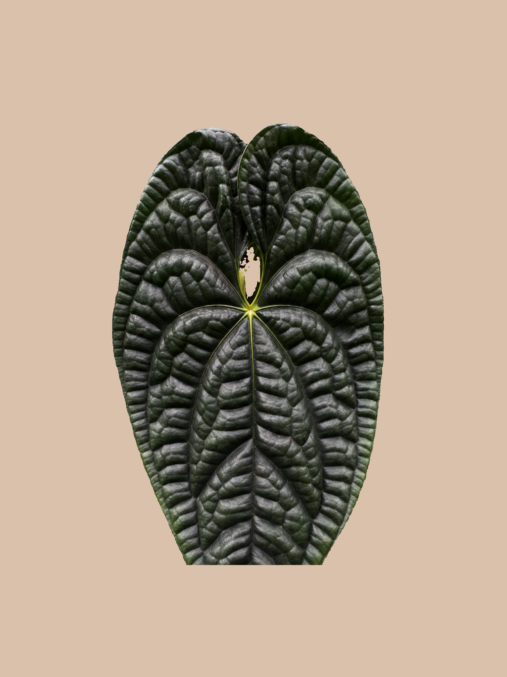 Darkest Panama x Luxurians Dark Form – Rare Anthurium Hybrid cultivar reference. Packaging and mature-plant images are illustrative; sold as 1 plant per bag.