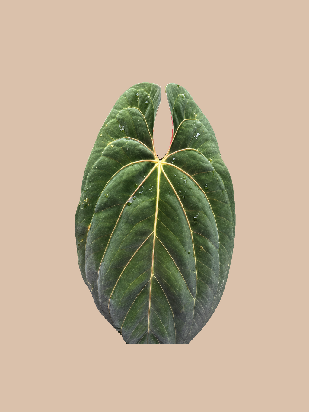 Darkest Panama x Luxurians Dark Form – Rare Anthurium Hybrid cultivar reference, photo 2. Packaging and mature-plant images are illustrative; sold as 1 plant per bag.