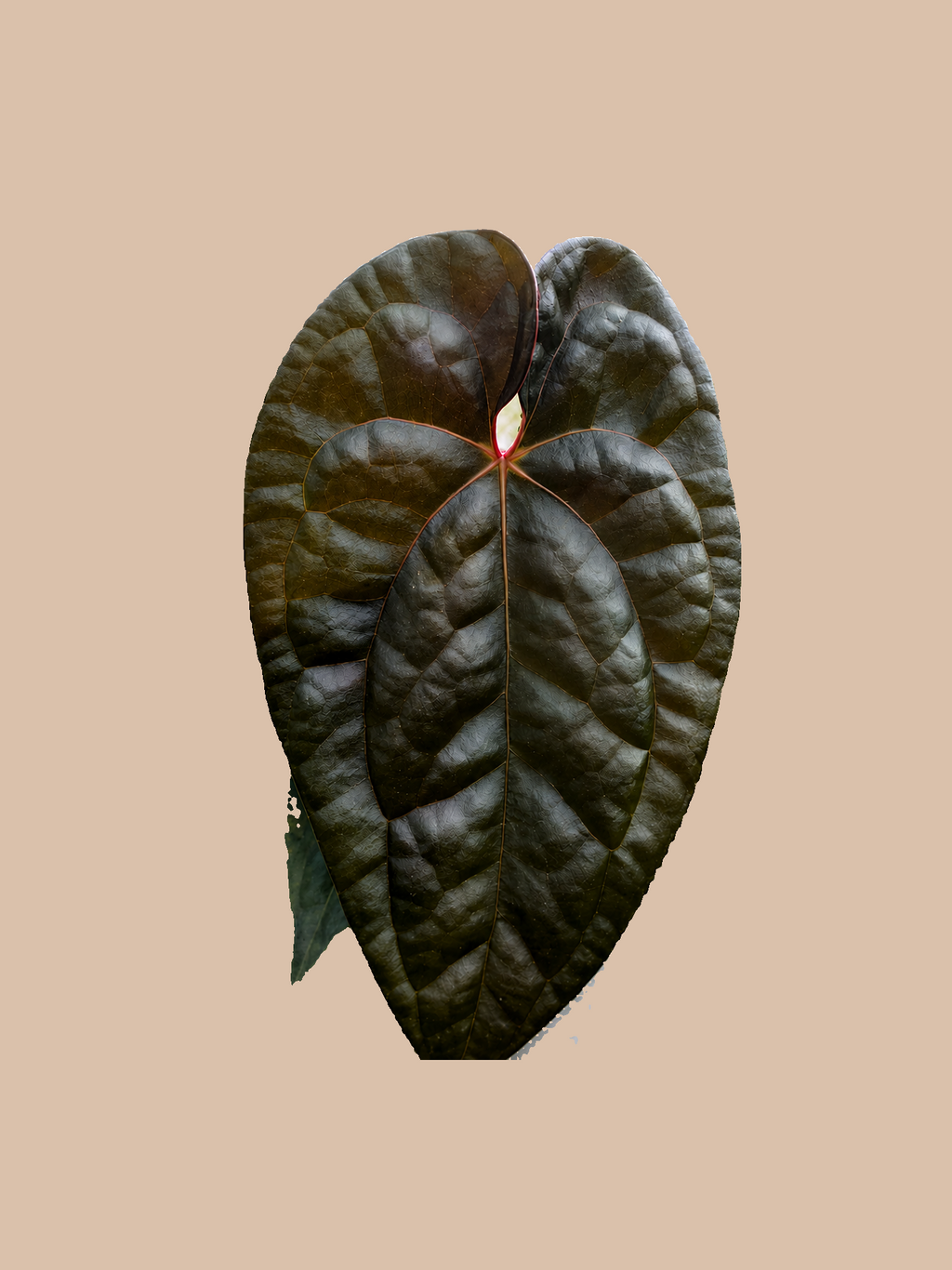 Darkest Panama x Luxurians Dark Form – Rare Anthurium Hybrid cultivar reference, photo 3. Packaging and mature-plant images are illustrative; sold as 1 plant per bag.