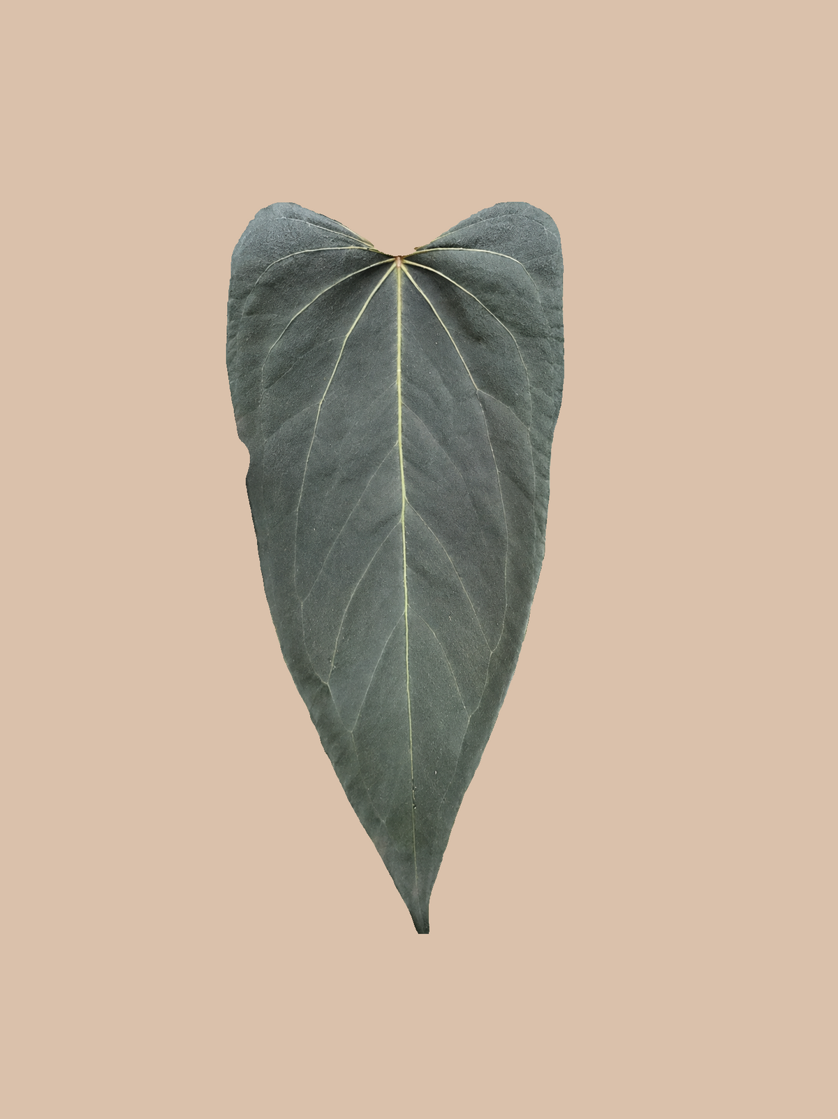 Anthurium Dorito Indo – Rare Anthurium Foliage Plant cultivar reference. Packaging and mature-plant images are illustrative; sold as 1 plant per bag.