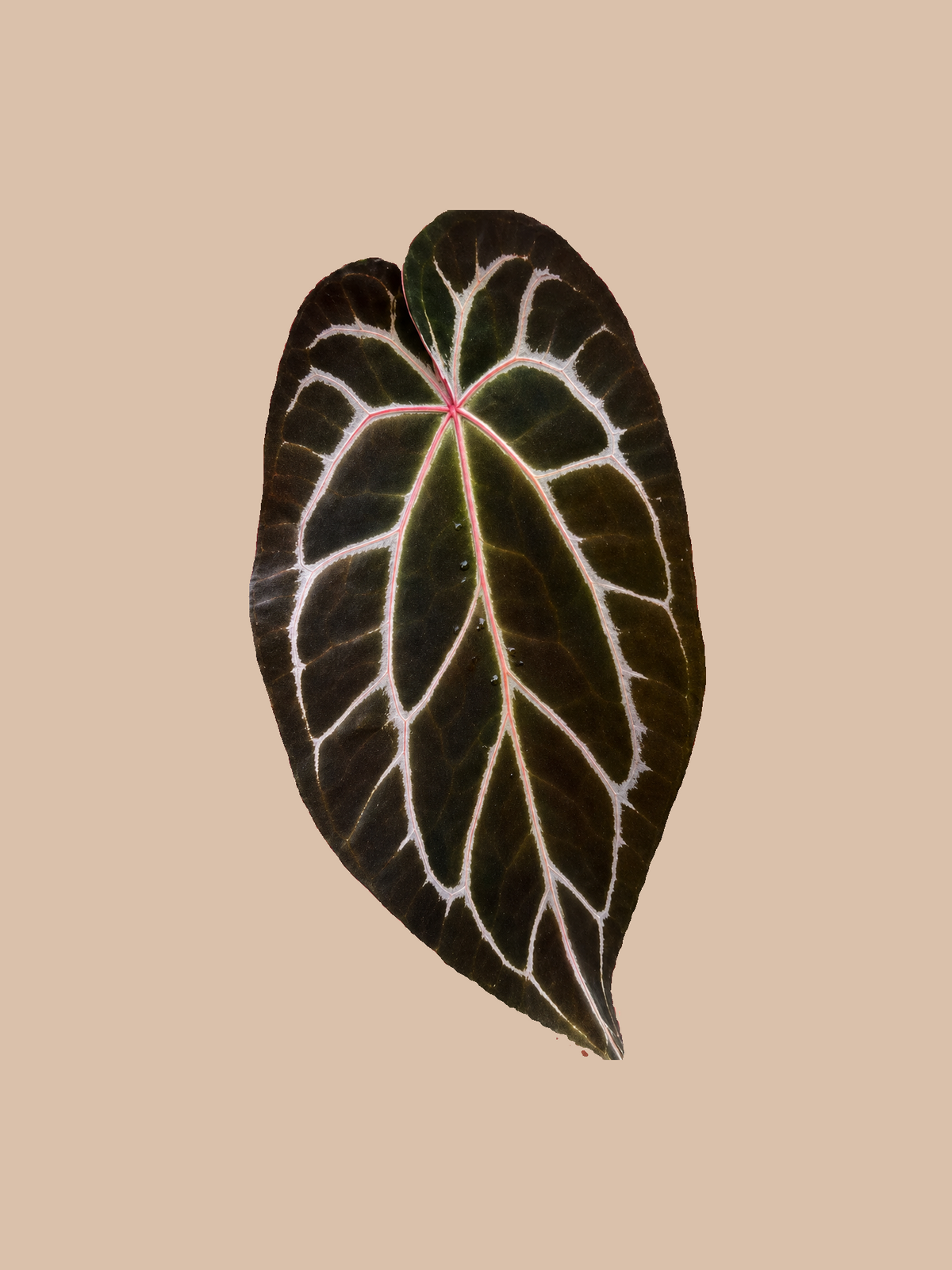 Crystal Dark Form x Red Crystall Tezula – Rare Anthurium Hybrid cultivar reference. Packaging and mature-plant images are illustrative; sold as 1 plant per bag.