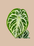 Anthurium Silver Dorayaki – Rare Silver Foliage Plant cultivar reference. Packaging and mature-plant images are illustrative; sold as 1 plant per bag.