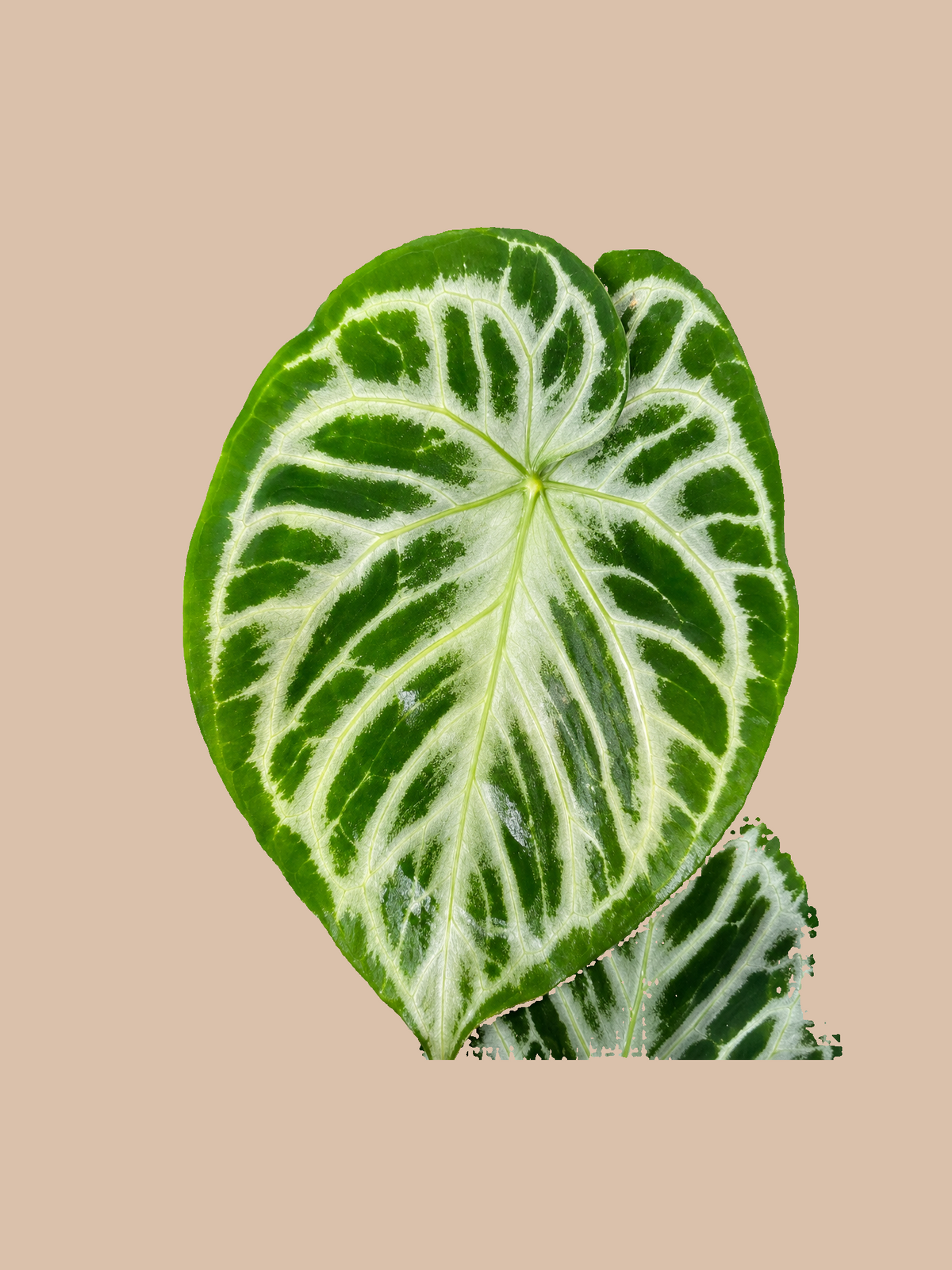 Anthurium Silver Dorayaki – Rare Silver Foliage Plant cultivar reference. Packaging and mature-plant images are illustrative; sold as 1 plant per bag.