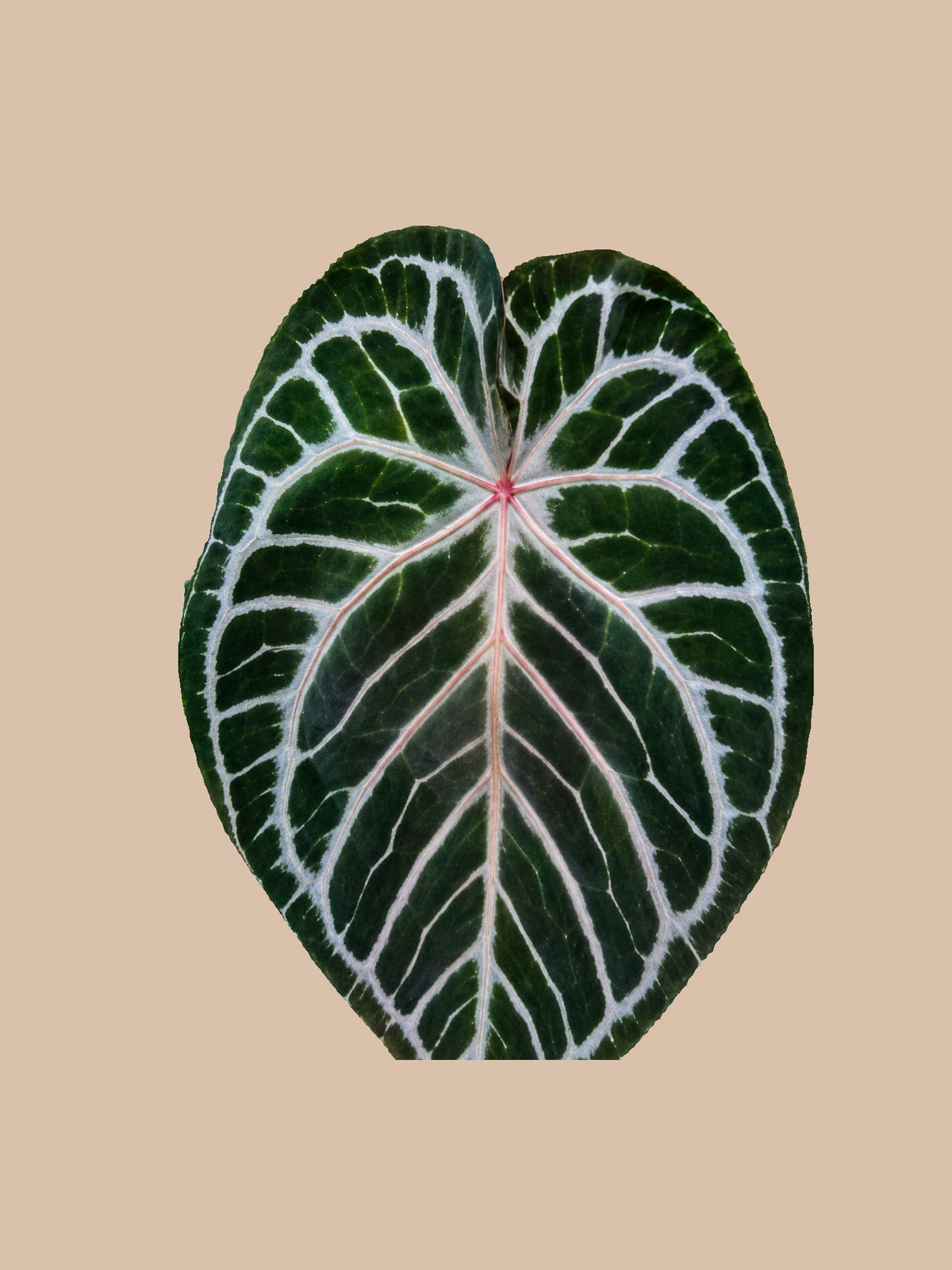 Red Hope x (Michelle x Zara) – Rare Anthurium Hybrid cultivar reference. Packaging and mature-plant images are illustrative; sold as 1 plant per bag.