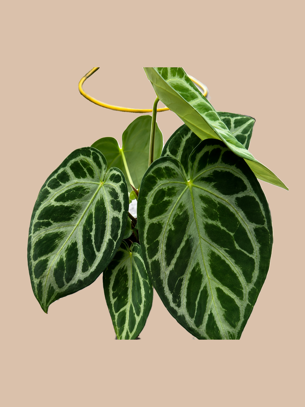 Dorayaki Hybrids – Rare Anthurium Hybrid Collection cultivar reference. Packaging and mature-plant images are illustrative; sold as 1 plant per bag.