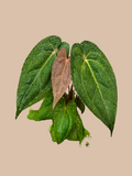 Dark Phoenix – Rare Anthurium Hybrid cultivar reference. Packaging and mature-plant images are illustrative; sold as 1 plant per bag.