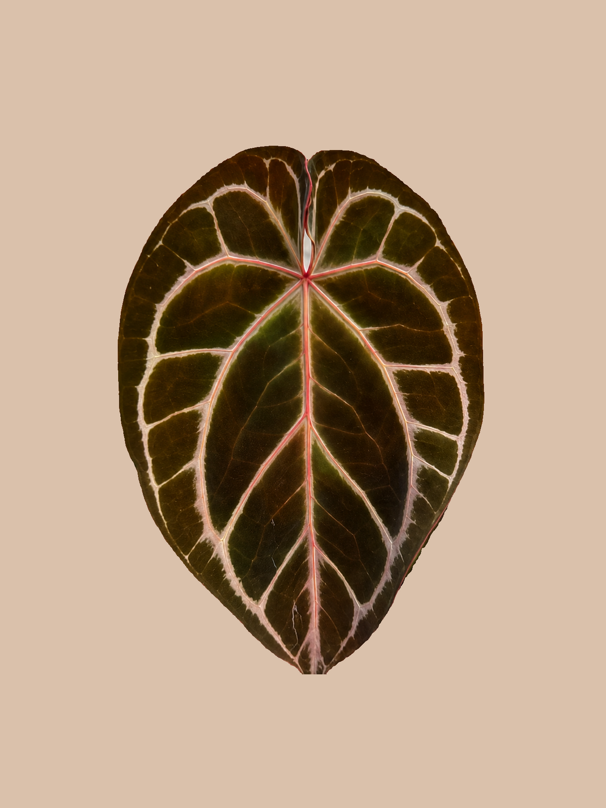 Crystal × Red Crystal Michelle F3 – Rare Anthurium Hybrid cultivar reference. Packaging and mature-plant images are illustrative; sold as 1 plant per bag.