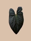 Blue Papillaminum × Papillaminum X-1 – Rare Anthurium Hybrid cultivar reference. Packaging and mature-plant images are illustrative; sold as 1 plant per bag.