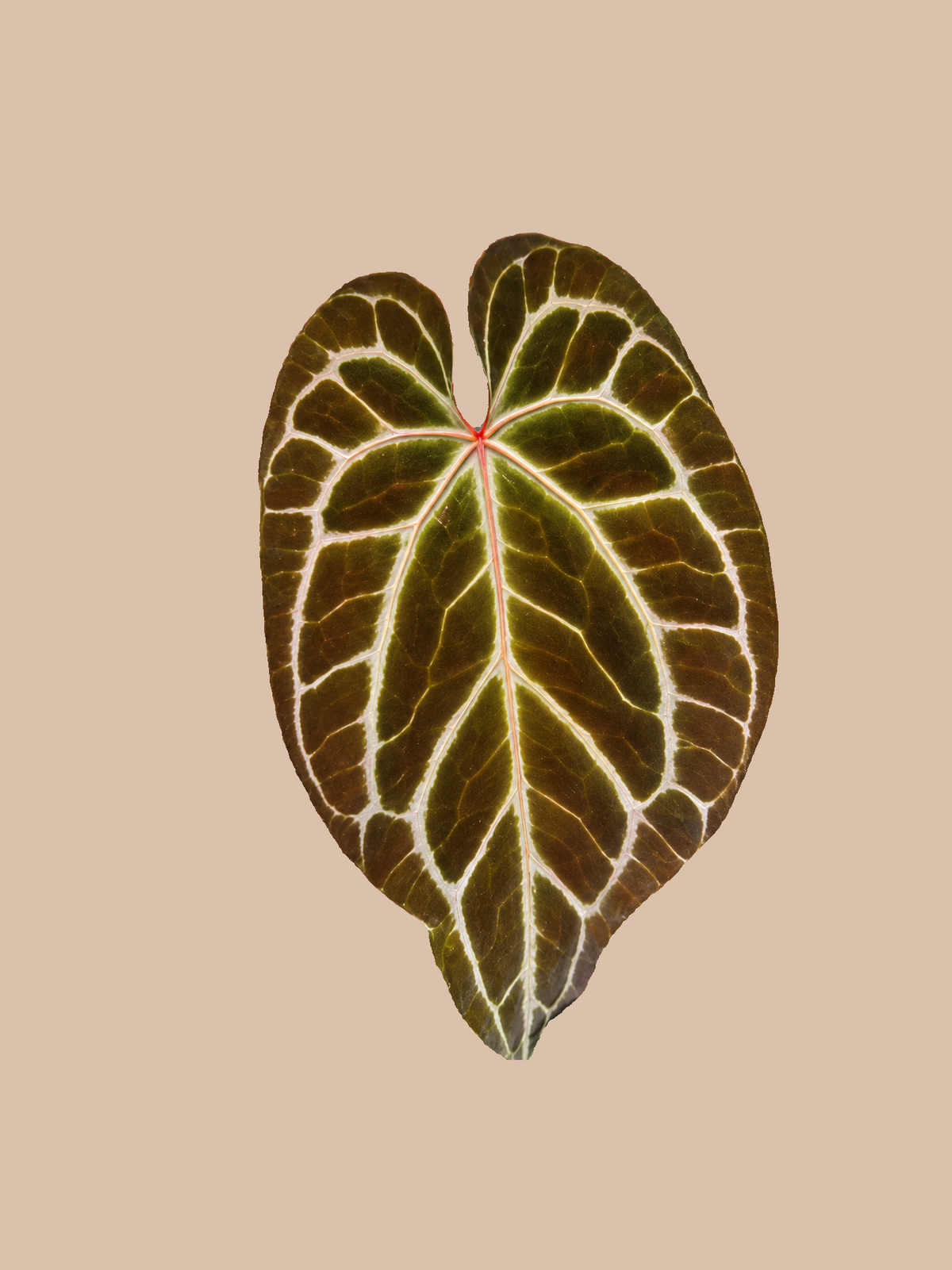 Minahasa – Rare Anthurium Hybrid cultivar reference. Packaging and mature-plant images are illustrative; sold as 1 plant per bag.