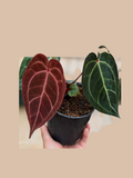 Darkest Panama × Red Crystal Zara – Rare Anthurium Hybrid cultivar reference. Packaging and mature-plant images are illustrative; sold as 1 plant per bag.