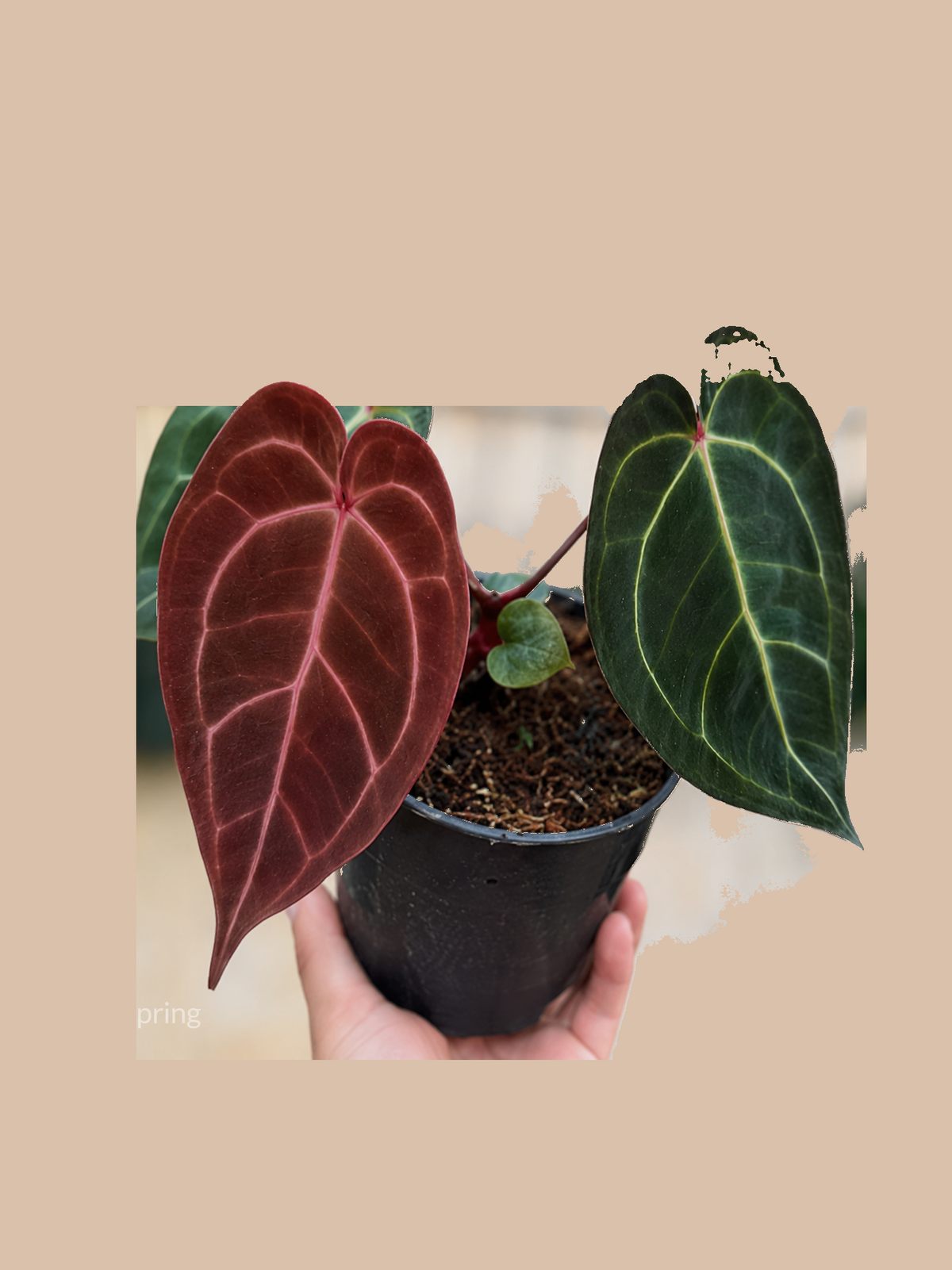 Darkest Panama × Red Crystal Zara – Rare Anthurium Hybrid cultivar reference. Packaging and mature-plant images are illustrative; sold as 1 plant per bag.