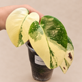 Monstera Thai Constellation high variegation in a 6 cm pot, showing cream and green leaves