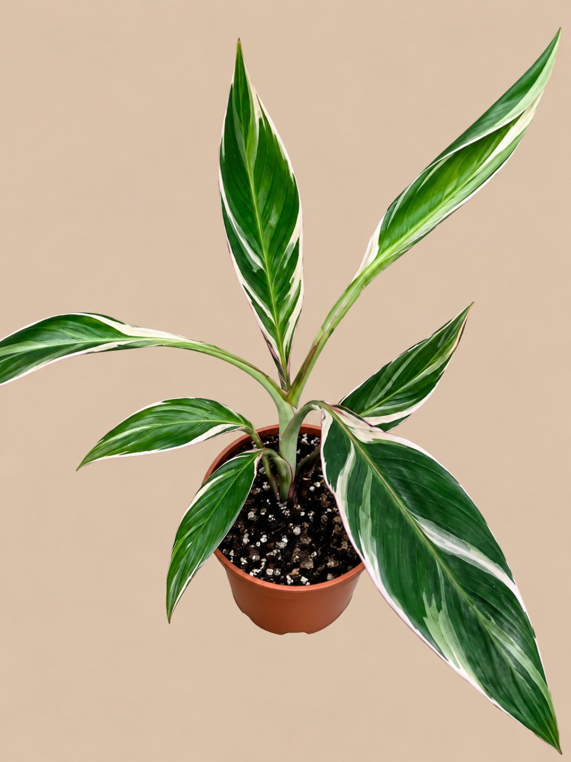 Musa Nono pink variegated banana plant with green, white and pale pink striped foliage in a 2 litre pot