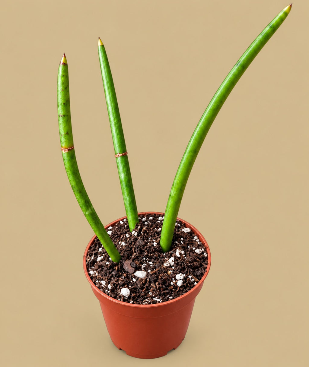 Rhipsalis baccifera large, three cuttings in a 5.5cm pot