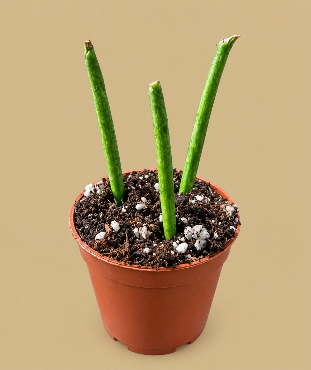 Rhipsalis baccifera medium, three cuttings in a 5.5cm pot