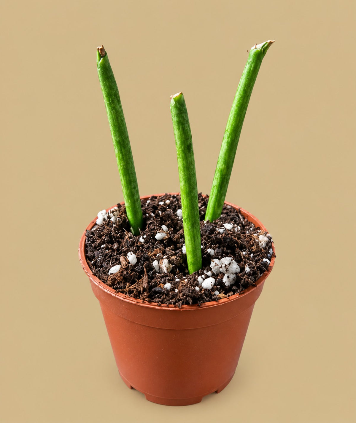 Rhipsalis baccifera medium, three cuttings in a 5.5cm pot