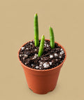 Rhipsalis baccifera small, three cuttings in a 5.5cm pot