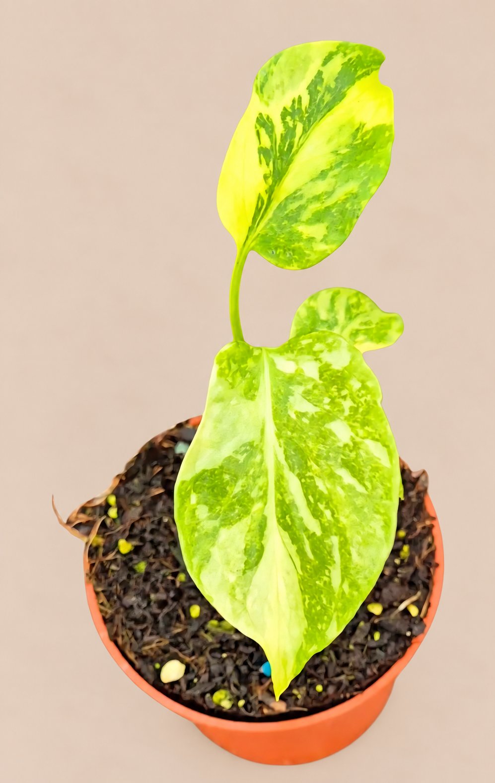 Monstera Electrolyte plant