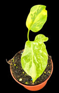 monstera electrolyte