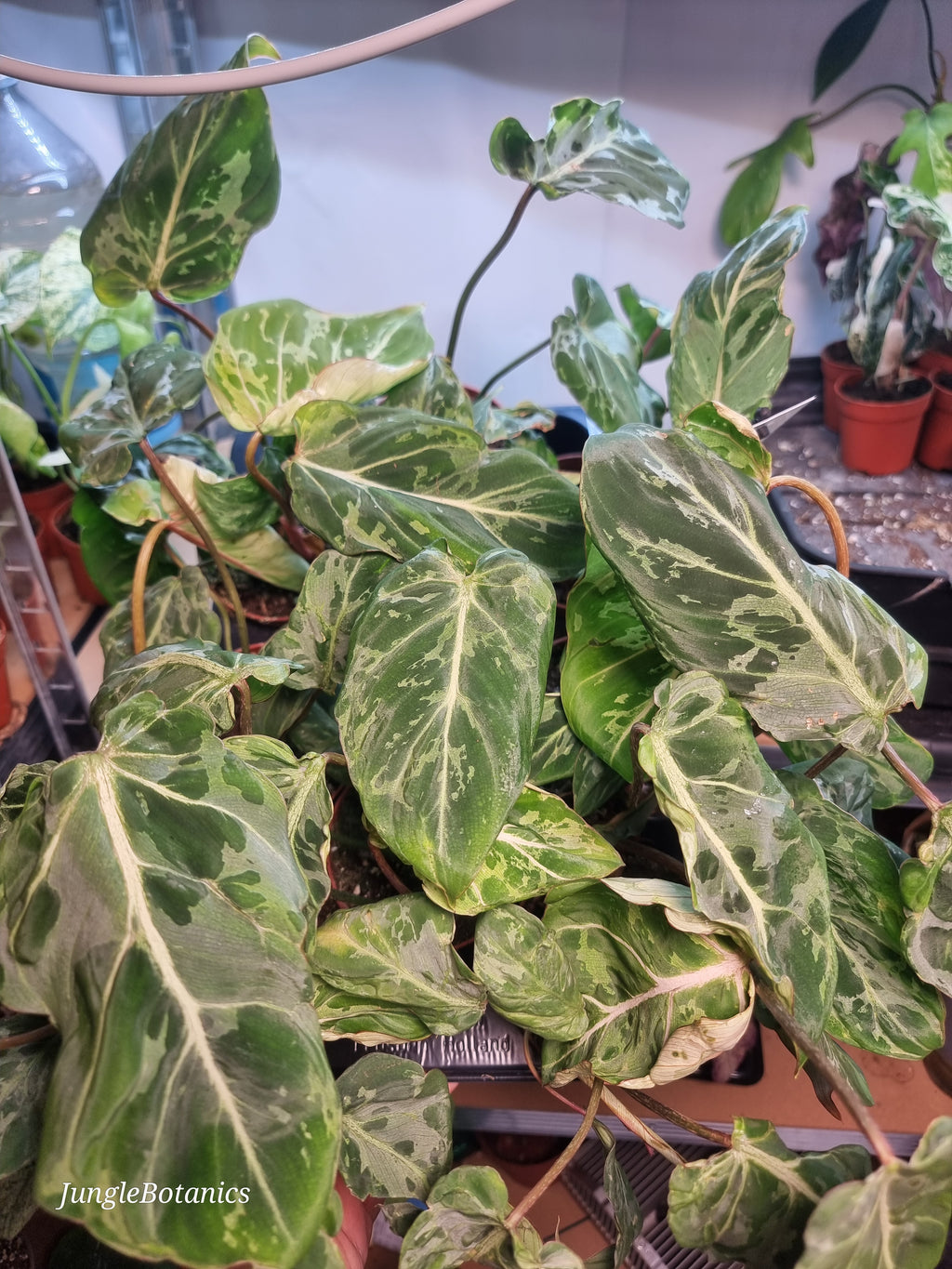 Philodendron Gloriosum Snow Leopard foliage