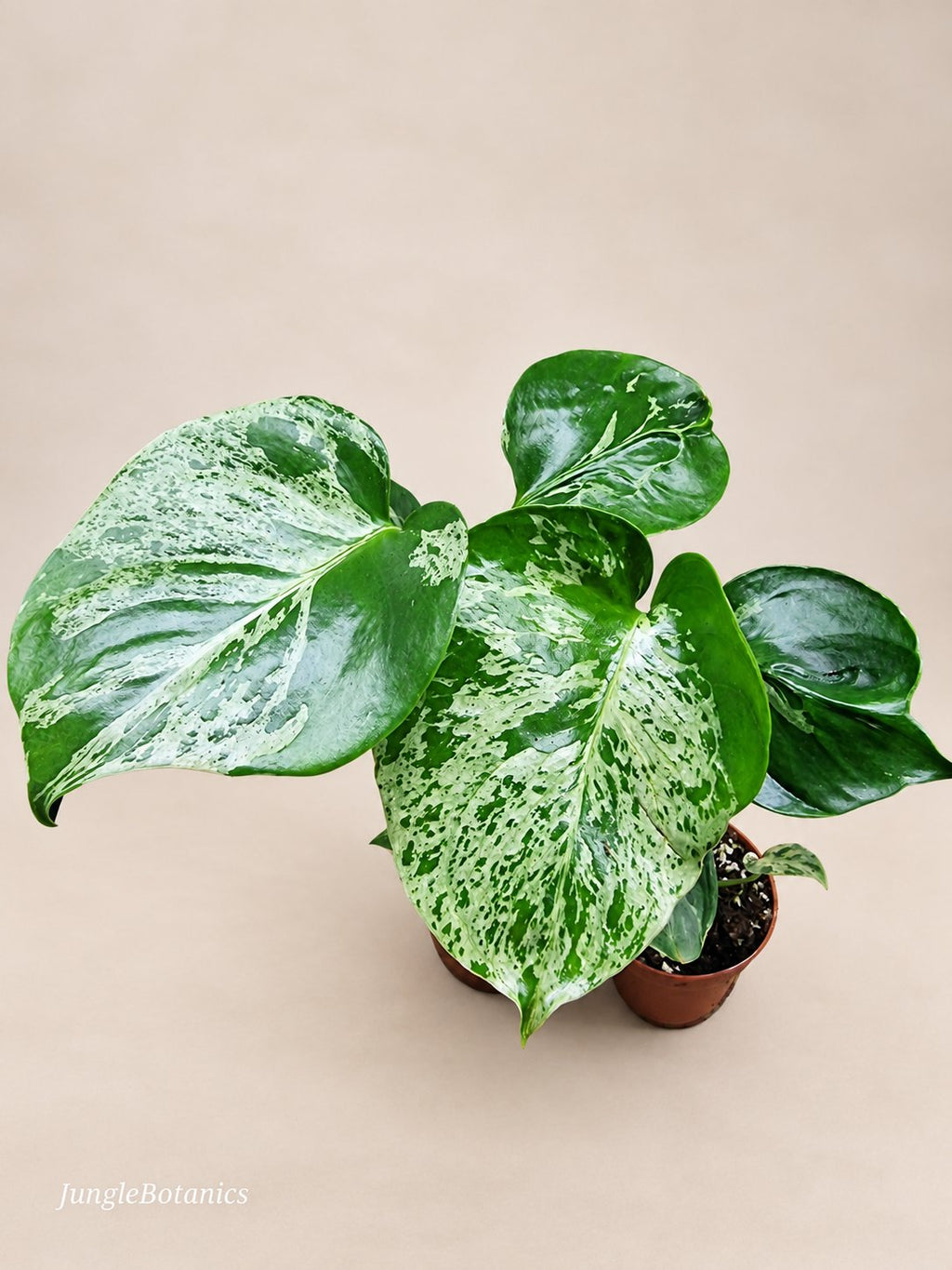 Monstera Bulbasaur foliage