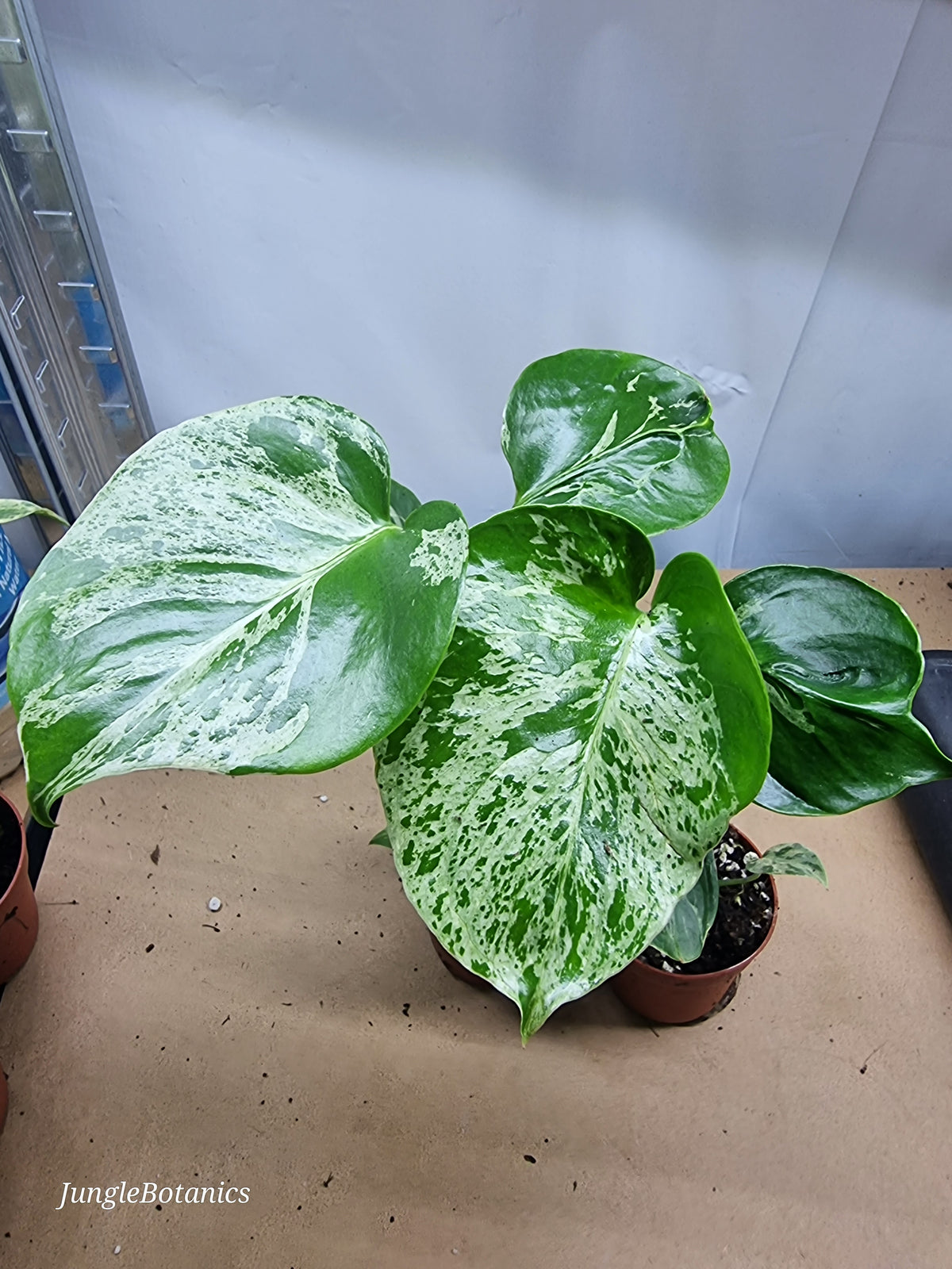 Monstera Bulbasaur foliage