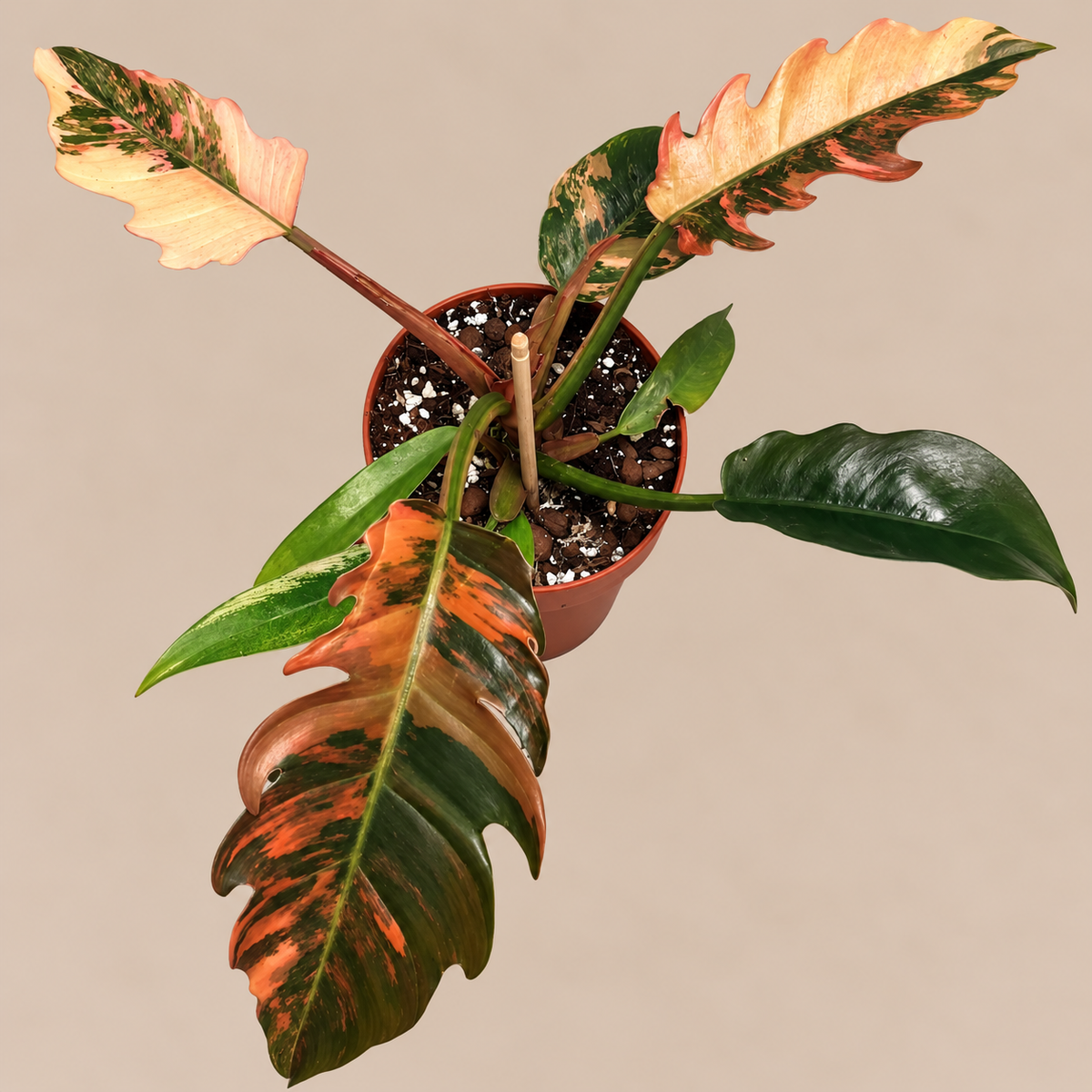 Philodendron Caramel Marble variegated plant