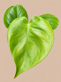 Monstera Lime Banana collector plant