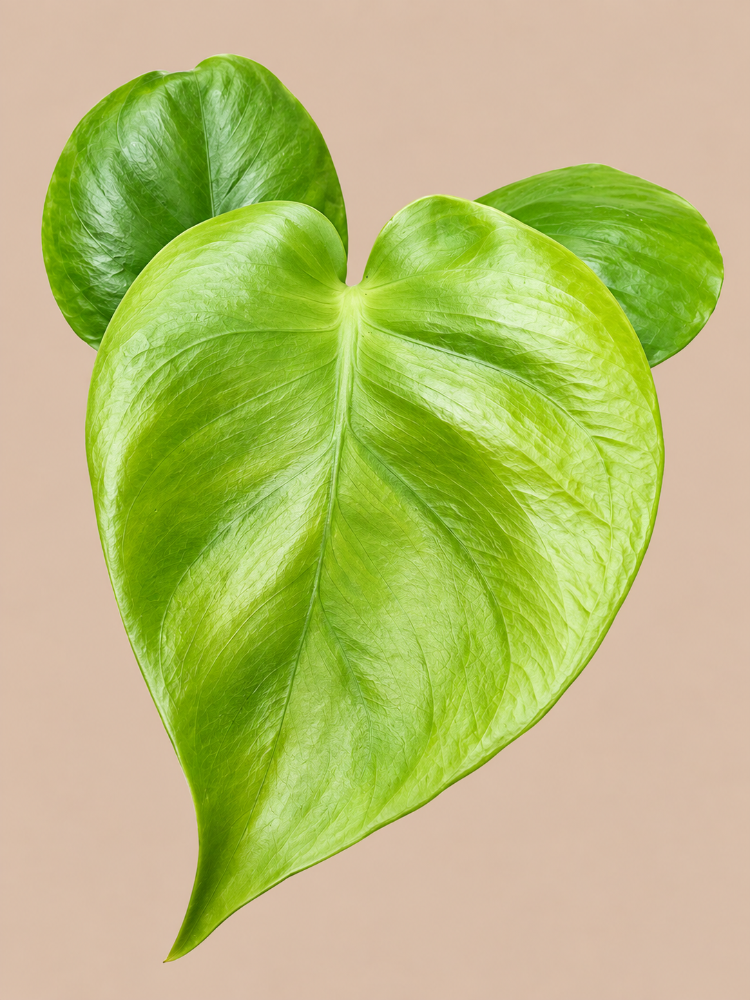 Monstera Lime Banana collector plant