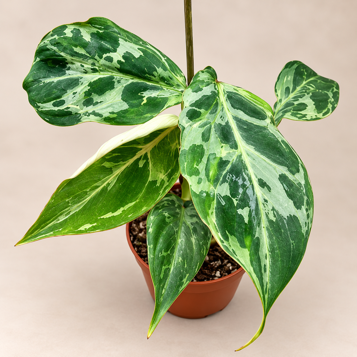 Philodendron Gloriosum Snow Leopard variegated collector plant