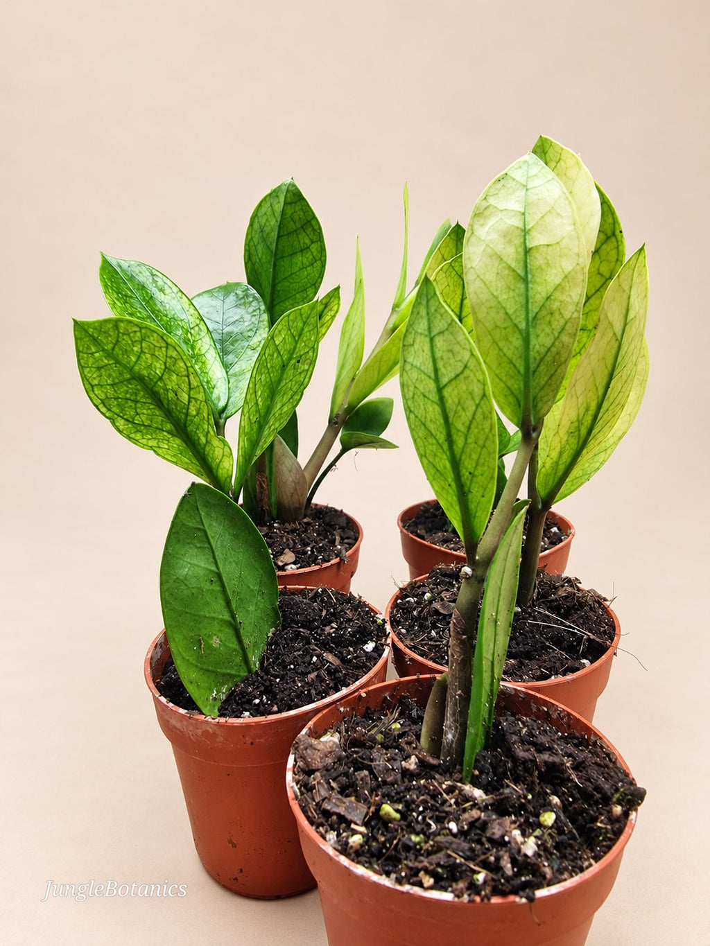 Zamioculcas Chameleon plant detail