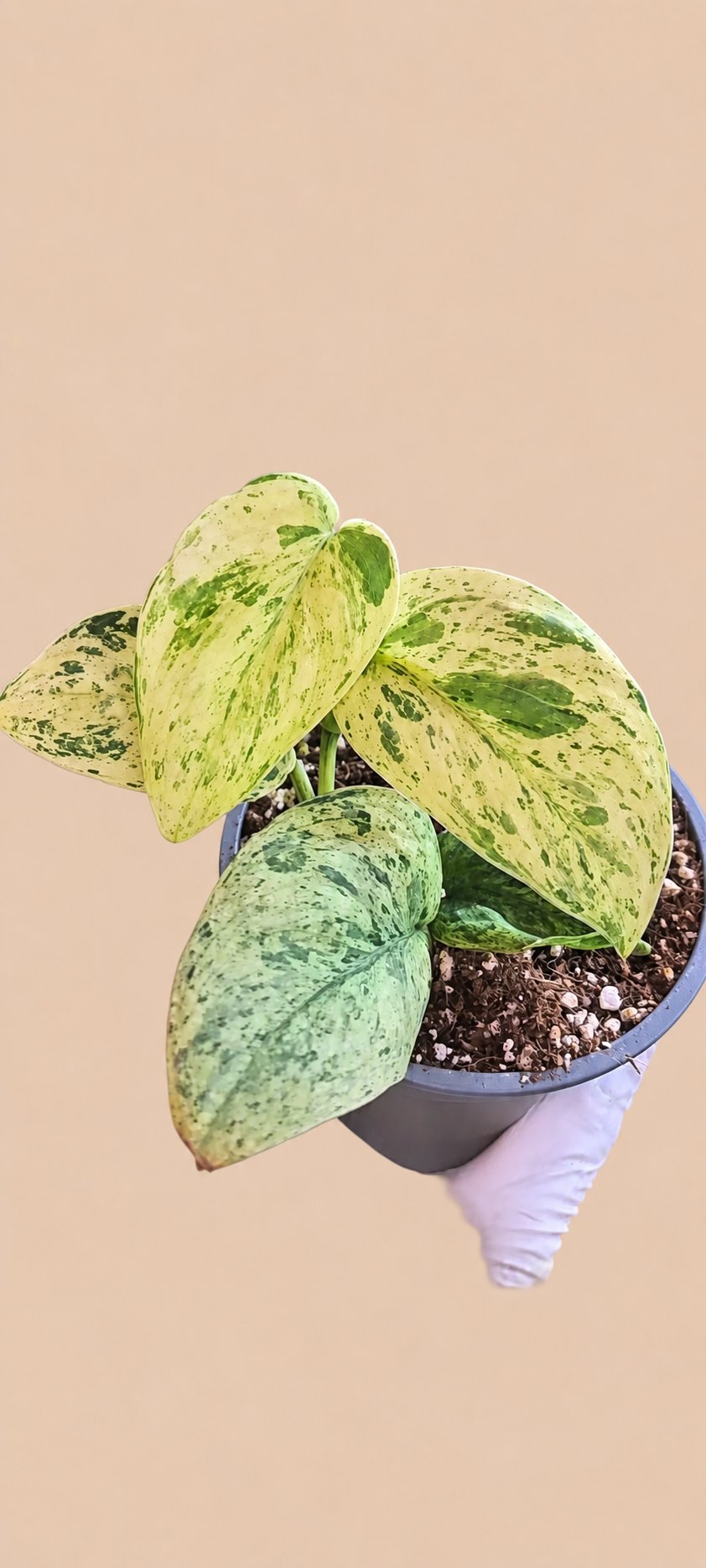 Scindapsus White Shadow Variegated plant