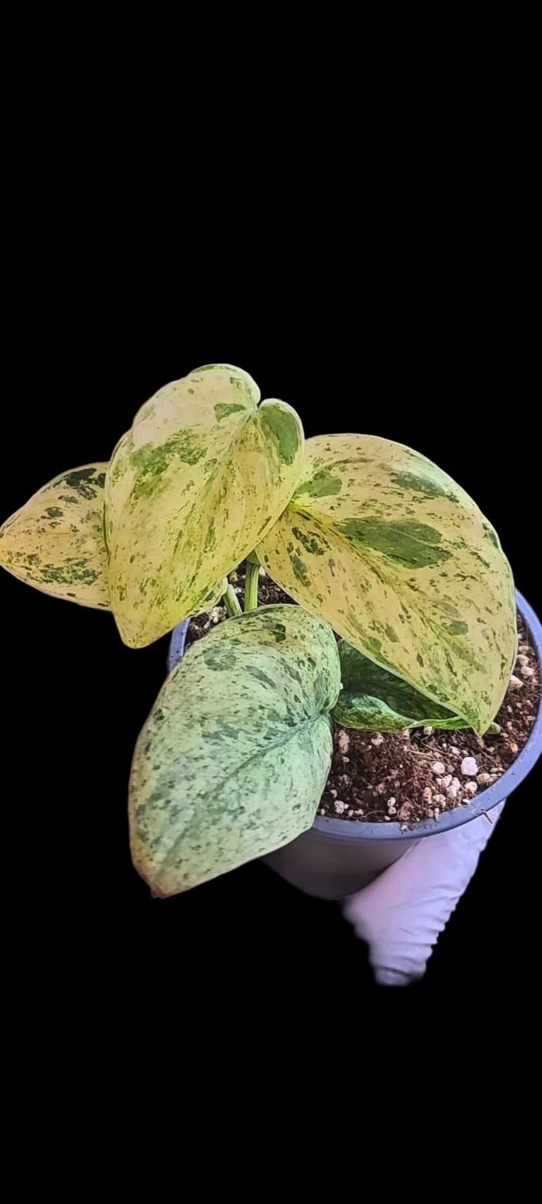 Scindapsus White Shadow Variegated