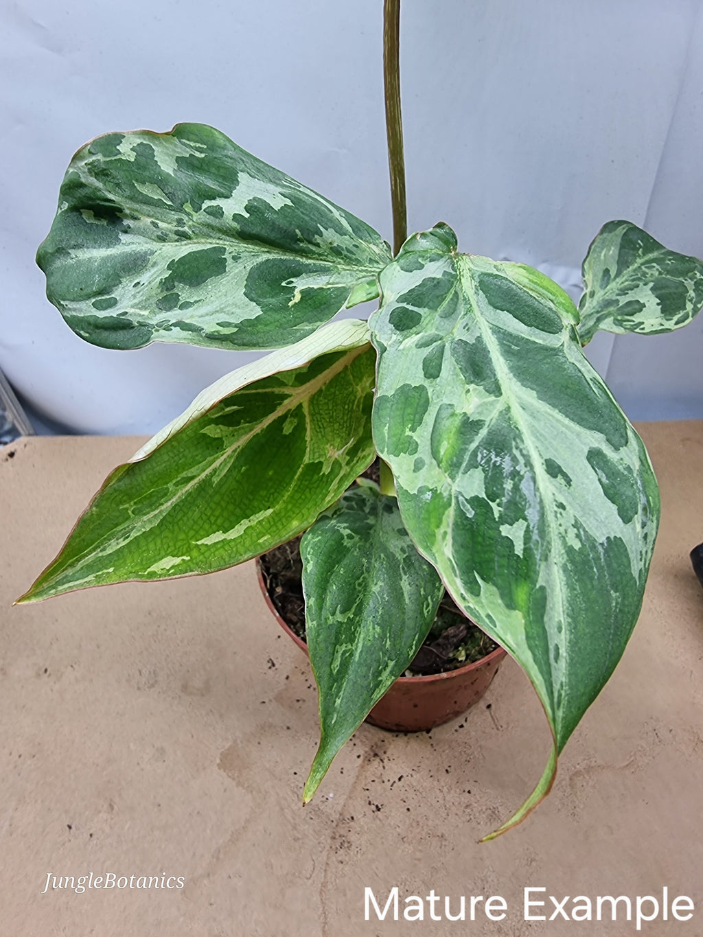 Philodendron Gloriosum Snow Leopard variegated plant