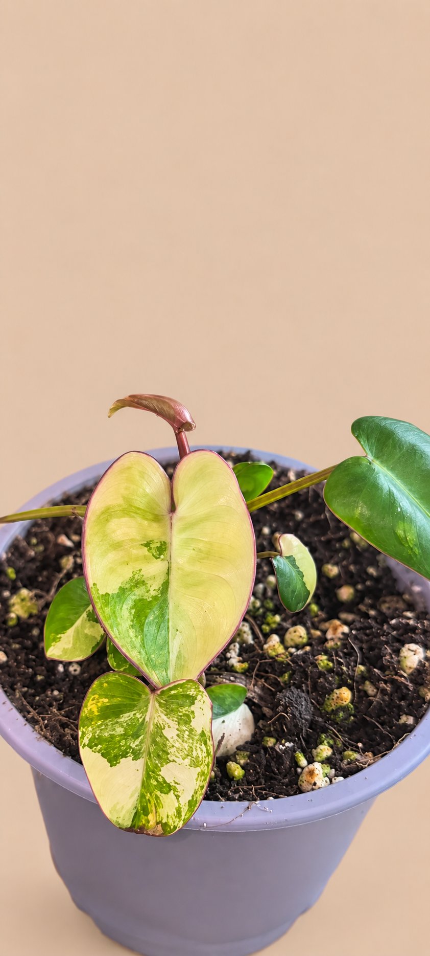 Philodendron Billietiae Variegated plant