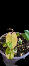 Philodendron Billietiae Variegated