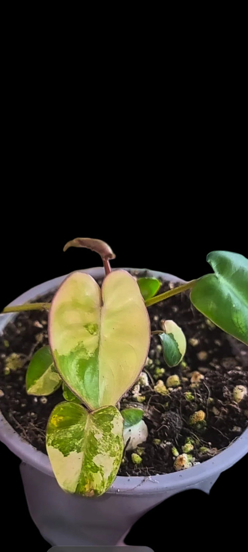 Philodendron Billietiae Variegated