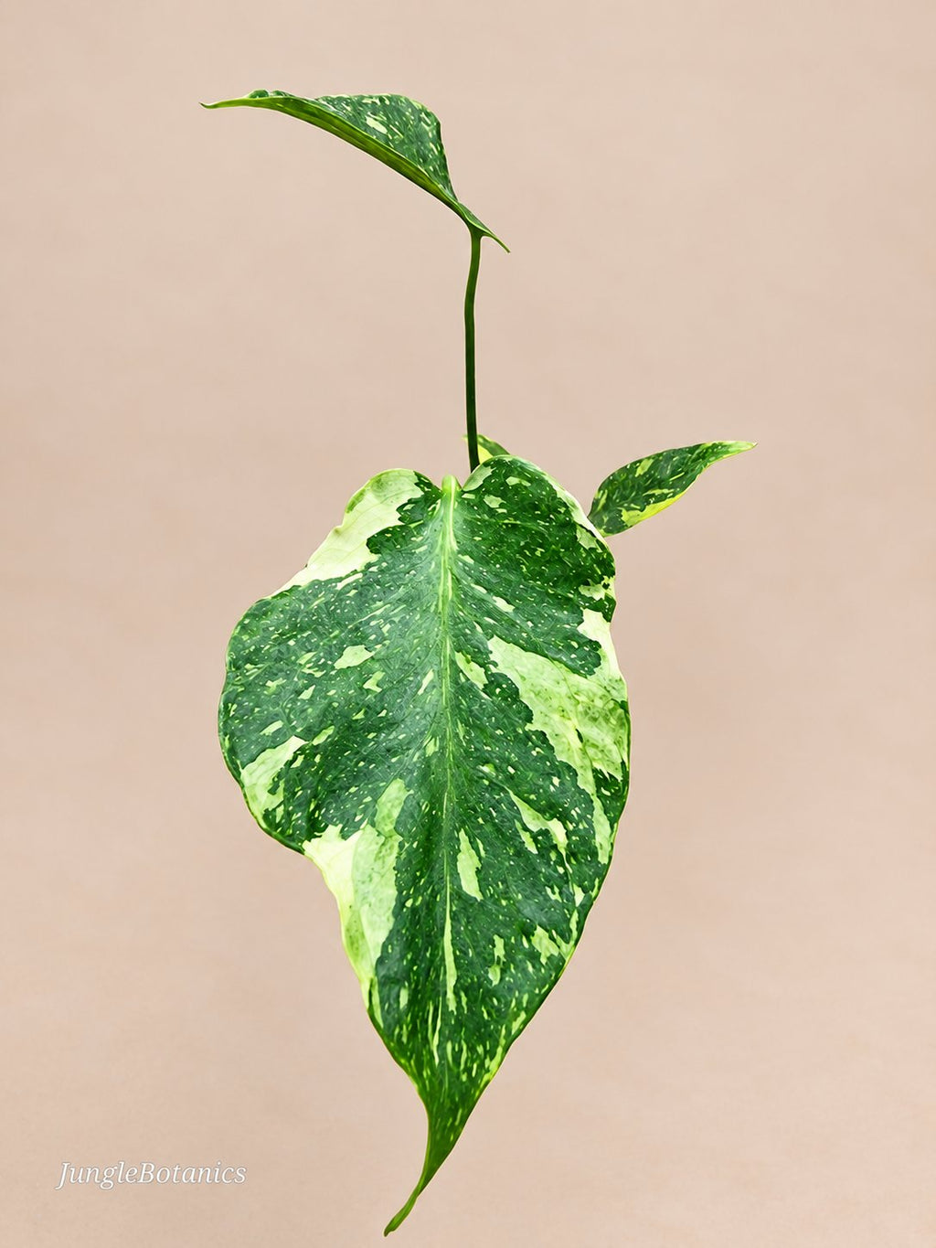 Monstera Electrolyte collector plant