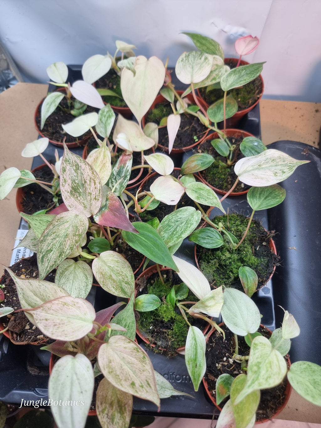 Philodendron Micans Marble Variegata plant