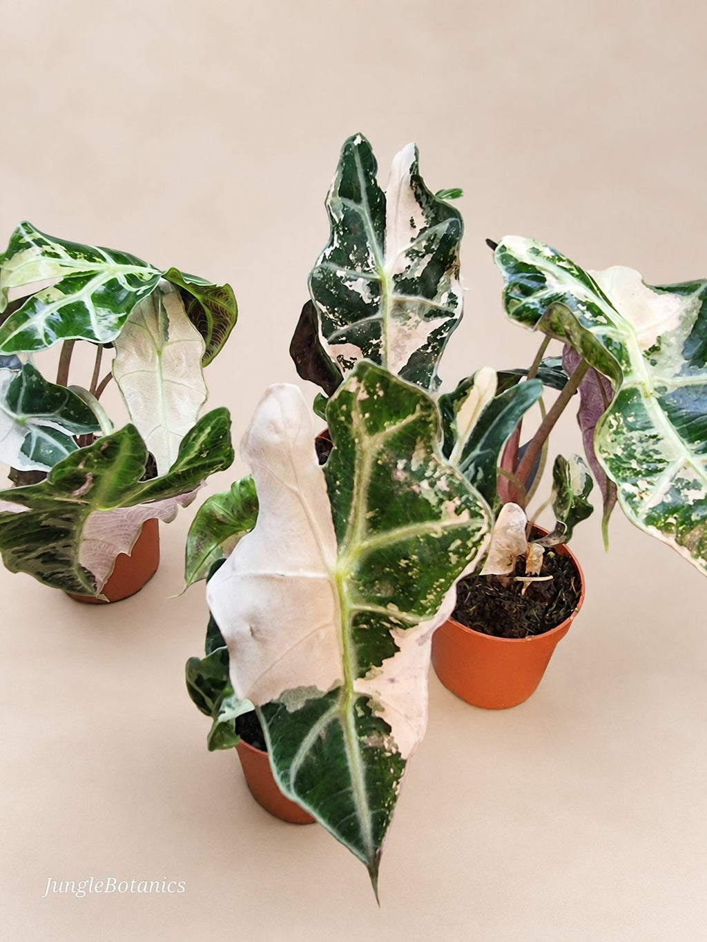 Alocasia Polly Pink Variegated collector plant