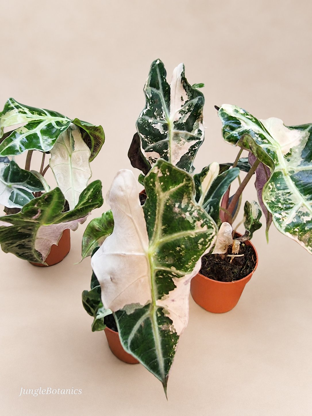 Alocasia Polly Pink Variegated collector plant